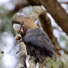 Calyptorhynchus lathami (Glossy Black-Cockatoo) at Moruya, NSW - 16 Feb 2022 by LisaH