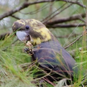 Calyptorhynchus lathami lathami at Moruya, NSW - 17 Feb 2022