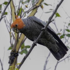 Callocephalon fimbriatum (Gang-gang Cockatoo) at Namadgi National Park - 17 Feb 2022 by CedricBear