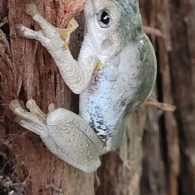 Litoria peronii (Peron's Tree Frog, Emerald Spotted Tree Frog) at Cook, ACT - 15 Feb 2022 by LuluBird