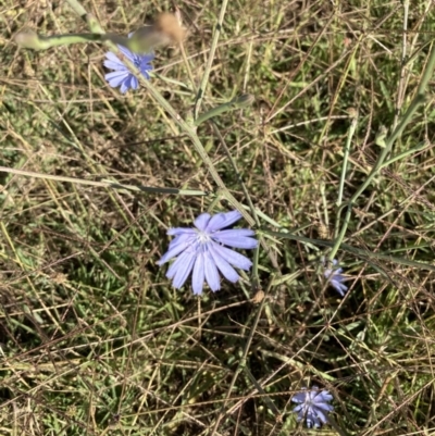 Cichorium intybus (Chicory) at Molonglo Valley, ACT - 17 Feb 2022 by Jenny54