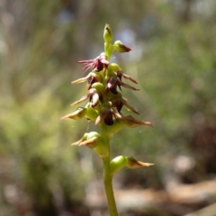 Corunastylis clivicola (Rufous midge orchid) at Black Mountain - 15 Feb 2022 by RobG1