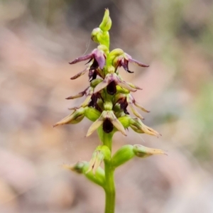 Corunastylis clivicola at Point 5515 - 15 Feb 2022