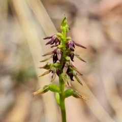 Corunastylis clivicola at Point 5515 - suppressed