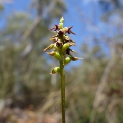 Corunastylis clivicola at Point 5515 - suppressed