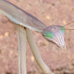 Unidentified Praying mantis (Mantodea) at Lyneham, ACT - 17 Feb 2022 by tpreston