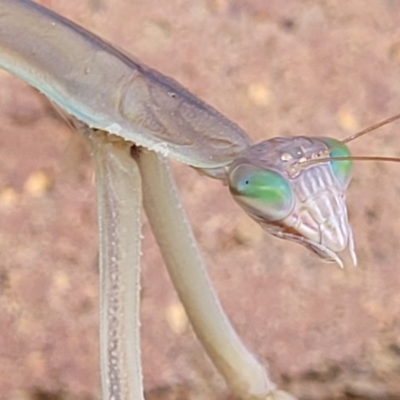 Tenodera australasiae at Lyneham, ACT - 17 Feb 2022 by tpreston