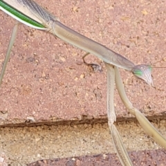 Tenodera australasiae at Lyneham, ACT - 18 Feb 2022 09:45 AM