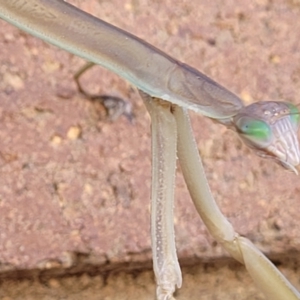 Tenodera australasiae at Lyneham, ACT - 18 Feb 2022 09:45 AM