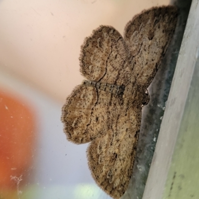 Ectropis excursaria (Common Bark Moth) at Lyneham, ACT - 18 Feb 2022 by tpreston