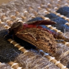 Elhamma australasiae (A Swift or Ghost moth (Hepialidae)) at Macarthur, ACT - 18 Feb 2022 by RAllen