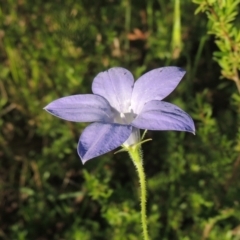 Wahlenbergia stricta subsp. stricta (Tall Bluebell) at Tennent, ACT - 9 Nov 2021 by MichaelBedingfield