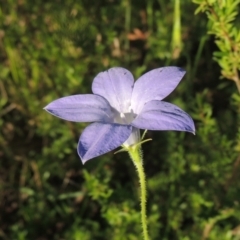 Wahlenbergia stricta subsp. stricta (Tall Bluebell) at Namadgi National Park - 9 Nov 2021 by michaelb