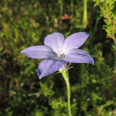 Wahlenbergia stricta subsp. stricta (Tall Bluebell) at Tennent, ACT - 9 Nov 2021 by MichaelBedingfield