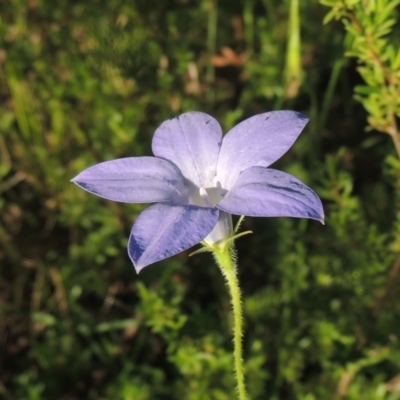 Wahlenbergia stricta subsp. stricta (Tall Bluebell) at Tennent, ACT - 9 Nov 2021 by michaelb