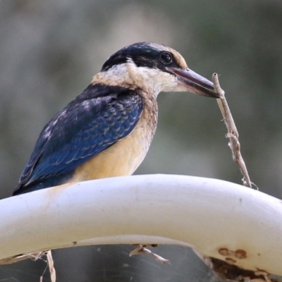 Todiramphus sanctus (Sacred Kingfisher) at Fyshwick, ACT - 17 Feb 2022 by RodDeb