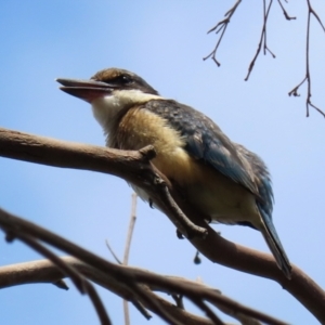 Todiramphus sanctus at Fyshwick, ACT - 17 Feb 2022