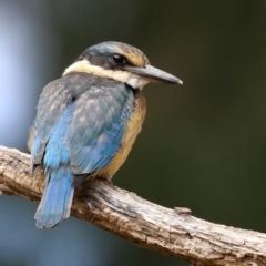 Todiramphus sanctus at Fyshwick, ACT - 17 Feb 2022