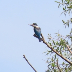 Todiramphus sanctus at Fyshwick, ACT - 17 Feb 2022