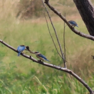 Todiramphus sanctus at Fyshwick, ACT - 17 Feb 2022