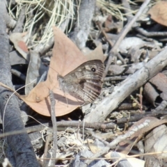 Geitoneura klugii (Klug's Xenica / Marbled Xenica) at Molonglo Valley, ACT - 17 Feb 2022 by KMcCue
