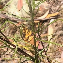 Asura lydia (Lydia Lichen Moth) at Block 402 - 18 Feb 2022 by KMcCue