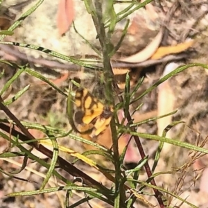 Asura lydia at Molonglo Valley, ACT - 18 Feb 2022