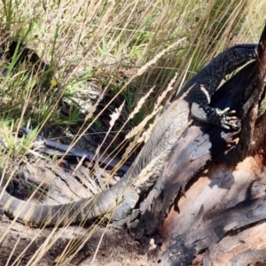 Varanus rosenbergi at Rendezvous Creek, ACT - 12 Feb 2022