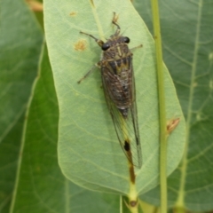 Galanga labeculata (Double-spotted cicada) at Ainslie, ACT - 16 Feb 2022 by Steve_Bok