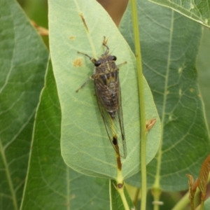 Galanga labeculata at Ainslie, ACT - 17 Feb 2022