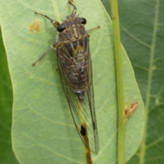 Galanga labeculata at Ainslie, ACT - 17 Feb 2022