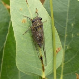 Galanga labeculata at Ainslie, ACT - 17 Feb 2022