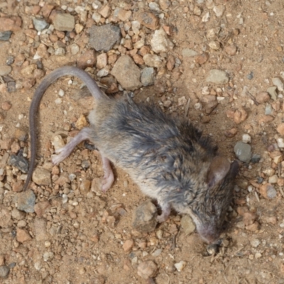 Mus musculus (House Mouse) at Campbell, ACT - 16 Feb 2022 by Steve_Bok