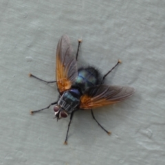 Chetogaster violacea/viridis (complex) (Bristle Fly) at Mount Ainslie - 16 Feb 2022 by Steve_Bok