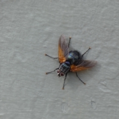 Chetogaster violacea/viridis (complex) at Ainslie, ACT - 17 Feb 2022