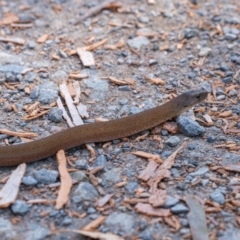 Pygopus lepidopodus (Common Scaly-foot) at Bundanoon, NSW - 18 Feb 2022 by Boobook38