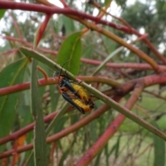Chauliognathus tricolor (Tricolor soldier beetle) at Sth Tablelands Ecosystem Park - 16 Feb 2022 by AndyRussell