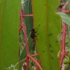 Chauliognathus tricolor at Molonglo Valley, ACT - 17 Feb 2022