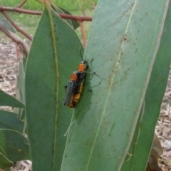 Chauliognathus tricolor at Molonglo Valley, ACT - 17 Feb 2022