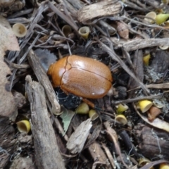 Anoplognathus sp. (genus) (Unidentified Christmas beetle) at Molonglo Valley, ACT - 16 Feb 2022 by AndyRussell