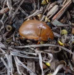 Anoplognathus sp. (genus) at Sth Tablelands Ecosystem Park - 17 Feb 2022 09:42 AM