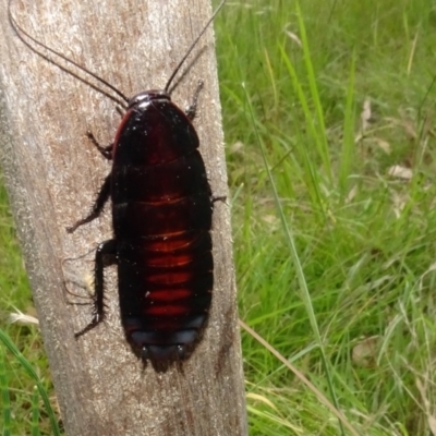 Blattidae sp. (family) at Molonglo Valley, ACT - 16 Feb 2022 by AndyRussell