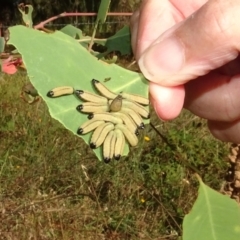 Paropsisterna cloelia (Eucalyptus variegated beetle) at Piney Ridge - 17 Feb 2022 by AndyRussell