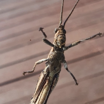 Coryphistes ruricola (Bark-mimicking Grasshopper) at Gundaroo, NSW - 18 Feb 2022 by Gunyijan