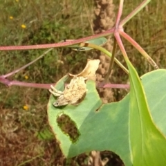 Oxyops fasciculatus (A weevil) at Block 402 - 17 Feb 2022 by AndyRussell