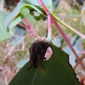 Oxyops fasciculatus at Stromlo, ACT - 18 Feb 2022