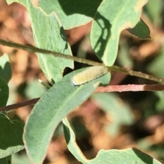 Paropsisterna m-fuscum (Eucalyptus Leaf Beetle) at Aranda, ACT - 2 Mar 2022 by KMcCue
