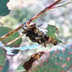 Perginae sp. (subfamily) (Unidentified pergine sawfly) at Aranda, ACT - 18 Feb 2022 by KMcCue