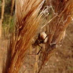 Lehtinelagia sp. (genus) (Flower Spider or Crab Spider) at Molonglo Valley, ACT - 18 Feb 2022 by AndyRussell