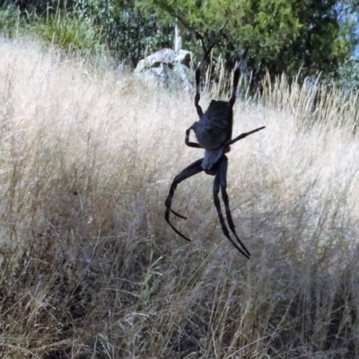 Araneinae (subfamily) (Orb weaver) at Molonglo Valley, ACT - 17 Feb 2022 by AndyRussell